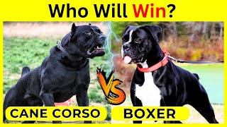 Cane Corso vs Boxer Real Fight Camparison 2024 | Which is Better? by Wildlife Claws 135 views 7 days ago 2 minutes, 56 seconds