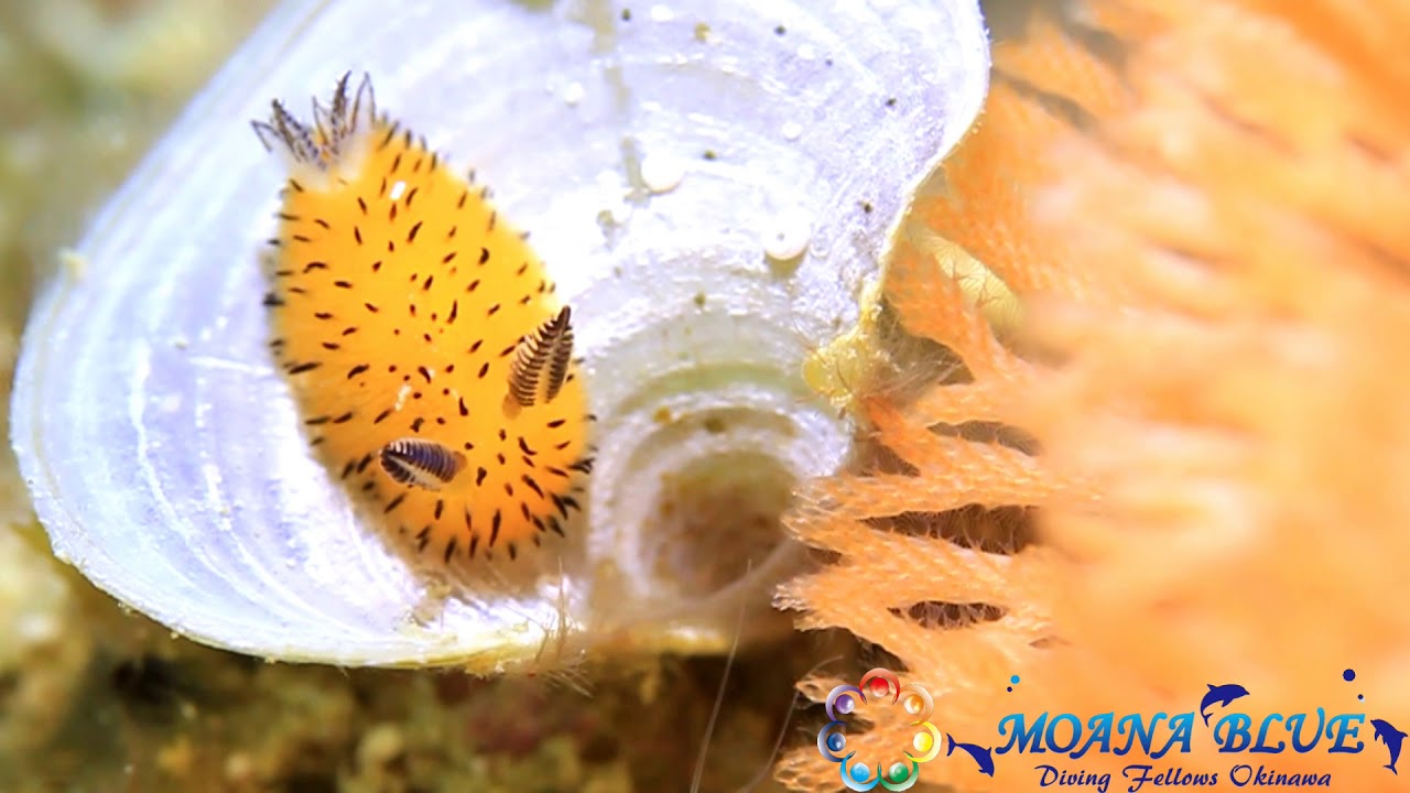 ゴマフビロードウミウシ 沖縄ウミウシダイビング Youtube