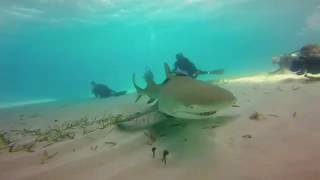 Friendly Little Lemon Shark