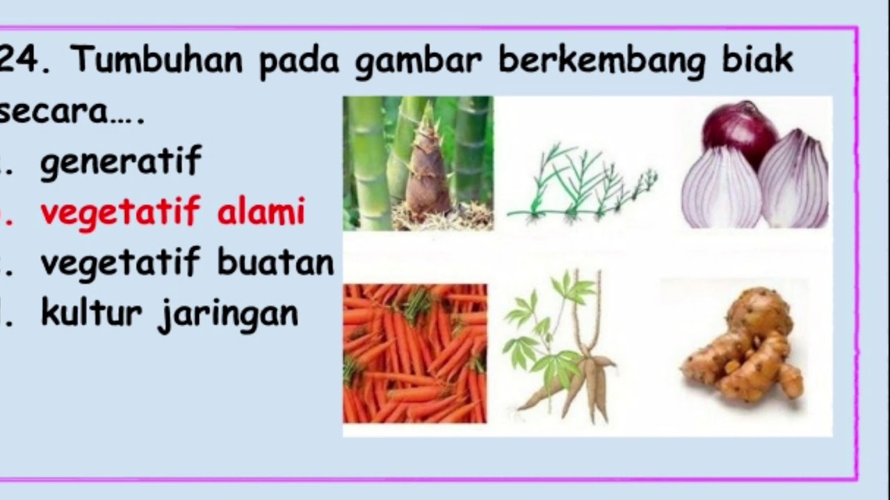 Generatif dan Vegetatif  Tumbuhan Latihan Soal  YouTube