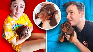 SURPRISING The CLICK Office With NEW PUPPY!