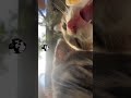 사료 먹방ASMR-도로변 아기고양이 넷