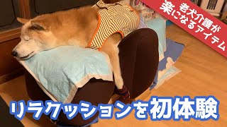 老犬介護：リラクッションを買ってみた