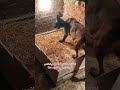The Dog Is Giving Birth And You Don T Know What To Do A Malinois Dog Gives Birth On Mahmoud 