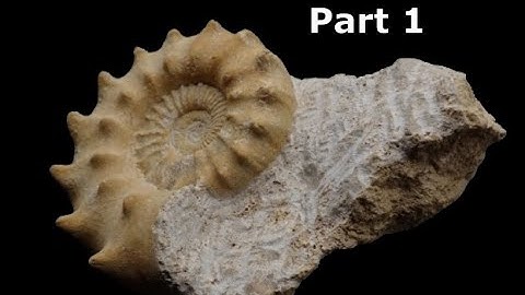 Ammonite Peltoceras limestone jurassic fossil preparation Part 1