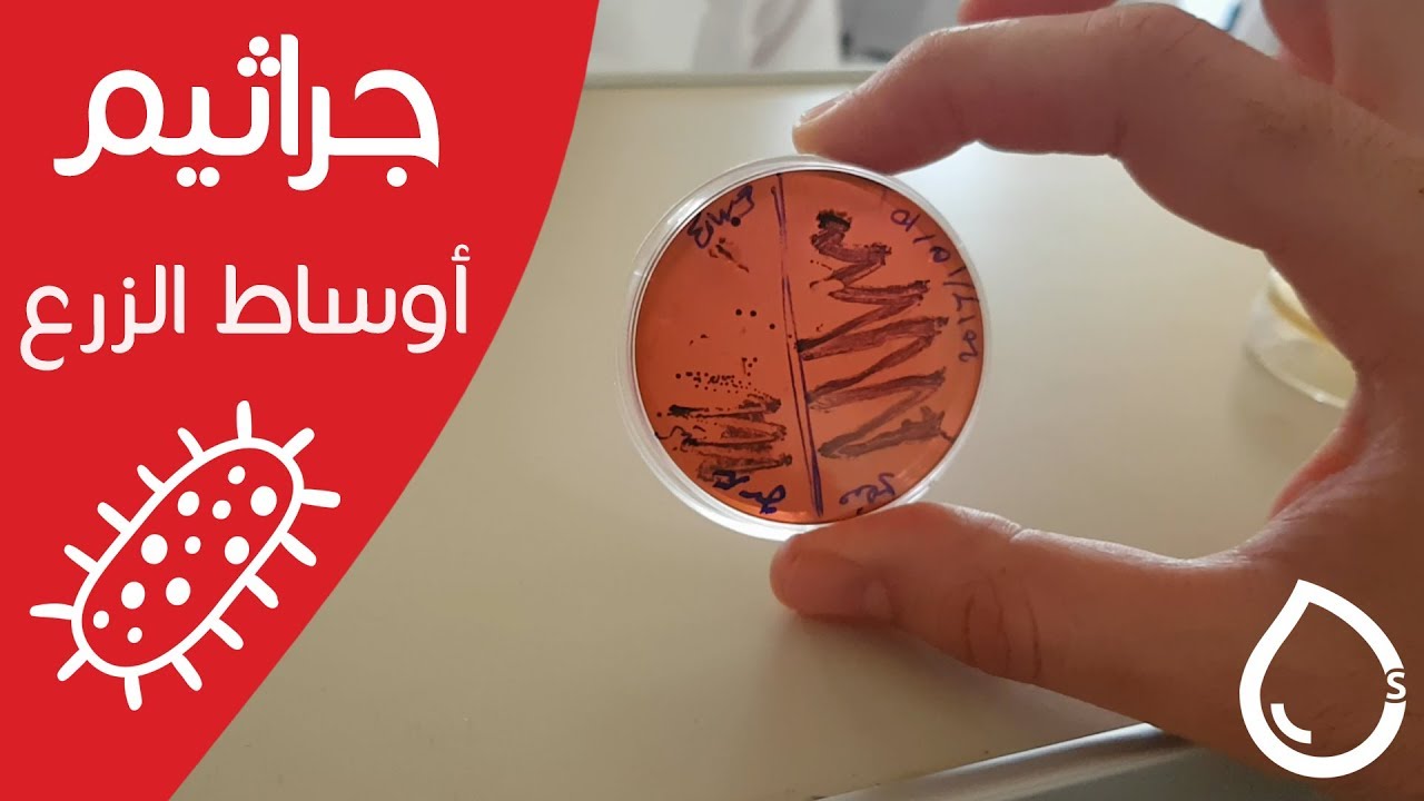 أوساط الزرع الجرثومية - عملي أحياء دقيقة 1