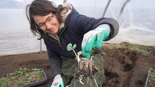 First Planting of the Year Is Ranunculus | Frozen Tomato Soup @YouCantEatTheGrass