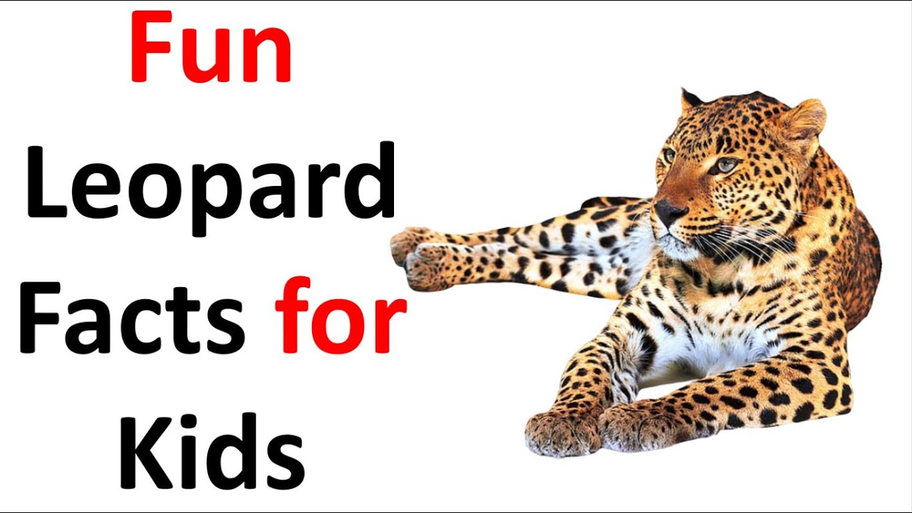 Fun Leopard Facts for Kids - YouTube