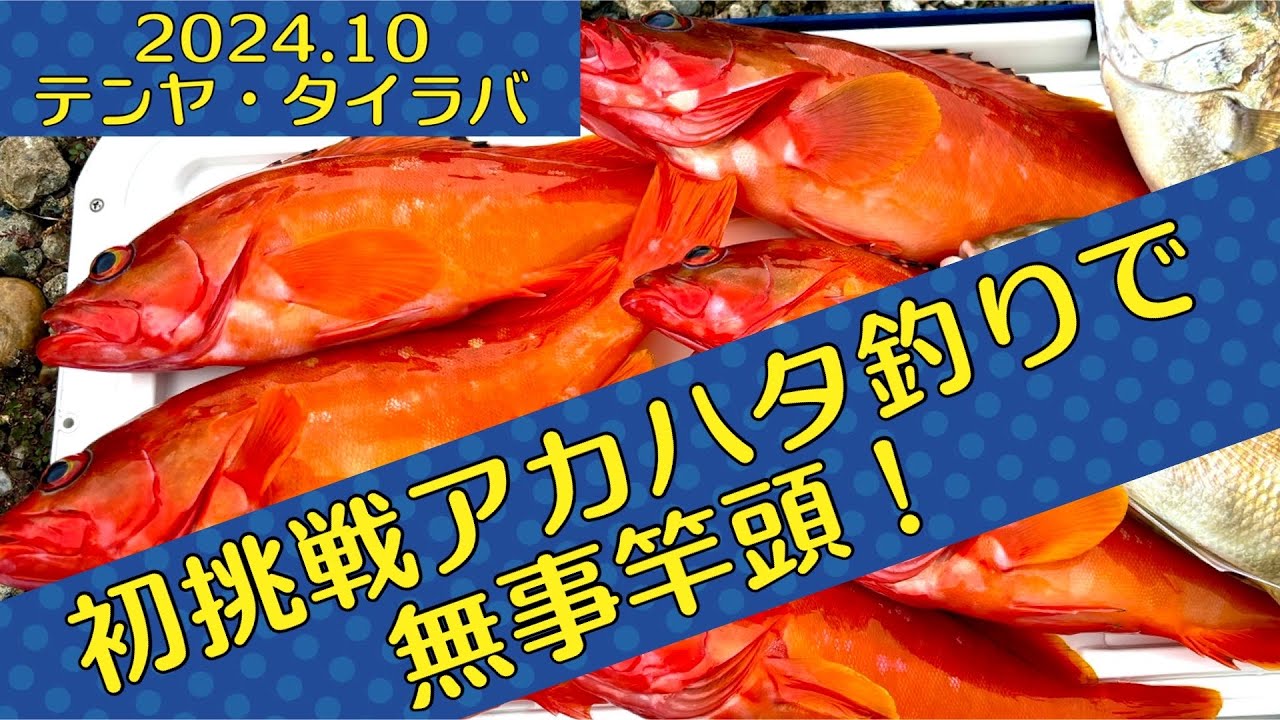 南房総テンヤ&タイラバ！アカハタメインの面白五目釣り(´∀｀)