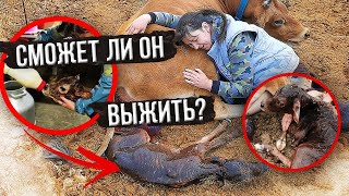 СМОЖЕТ ЛИ ОН ВЫЖИТЬ БЕЗ ПОМОЩИ ЧЕЛОВЕКА???ЧТО С ТЕЛЁНКОМ  И КОРОВОЙ??