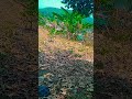 koraputia vlog song short❤️