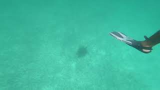 2022.08 Sea Turtle - Snorkeling at Malmok Reef, Aruba