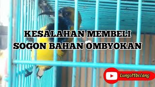 Fatal Mistakes in Buying Sogon Ombyokan Birds