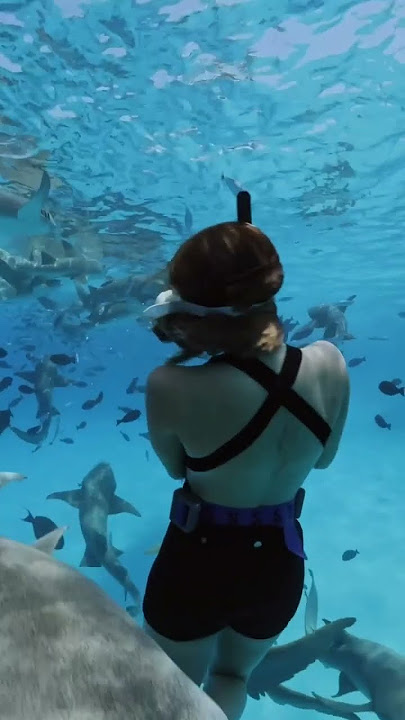 Trip Snorkeling Pos Hiu Raja Ampat Vanessa Travel