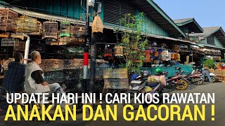 PASAR BURUNG ! HARI INI CARI KIOS RAWATAN ANAKAN GACORAN MURAH DI PASAR BURUNG PRAMUKA 