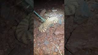 Australian Deadly Snake. Death Adder