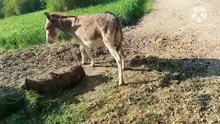 Domestic animal donkey eating grass