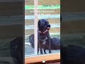When your two dogs have different personalities#dog#funny#funnyanimals#funnypets#animals #dogsofttik