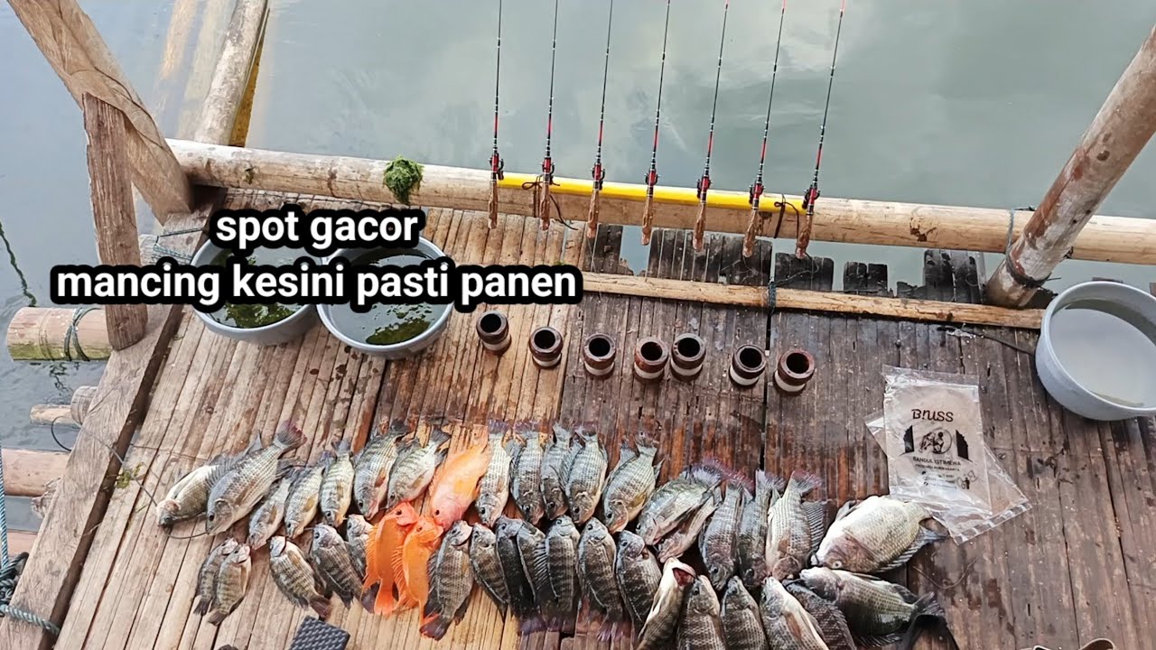 Mancing jatiluhur terbaru//rekomendasi spot ikan melimpah... Asal kuat ngasih umpan..