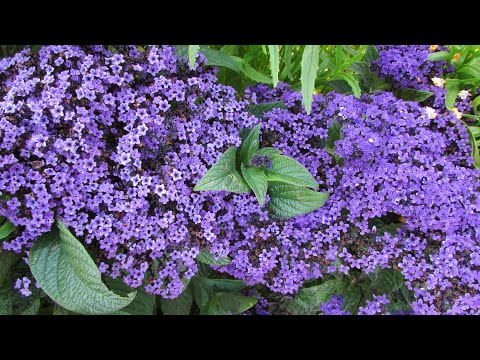 Видео: Информация о цветах гелиотропа - как выращивать гелиотроп и ухаживать за ним
