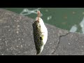 新たにペットを飼います