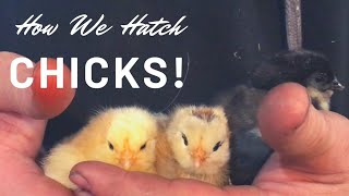 How We Break All The Rules When Hatching Chicks