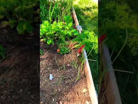 Video: What Are Danvers Carrots - Guide to growing Danvers Carrots