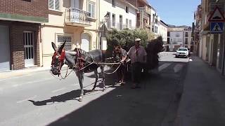 Parra, Chera. Carga y transporte de alfalfa.