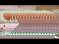 増殖キノキノも遊ばない(雑) ⚠音量注意⚠