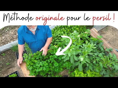 Vidéo: Propagation du persil - Comment faire pousser du persil à partir de boutures et de graines