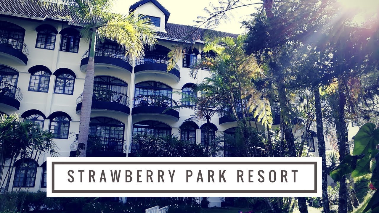 Strawberry Park Resort Cameron Highlands Youtube