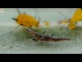 Lacewings Larvae Attacks on Aphids colony