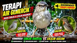 TERAPI AIR GEMERCIK‼️ KOMBINASI BREN SUARA CIBLEK KRISTAL VS CILILIN GACOR #ciblekkristal #cililin