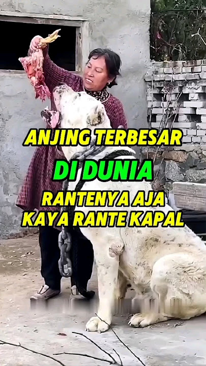 Anjing terbesar di dunia #shortsvideo #faktaunik #animals