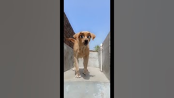 Dogs Try On Snapchat Filters | Funny Reaction 😂 funny dog video #Shorts #youtubeshorts