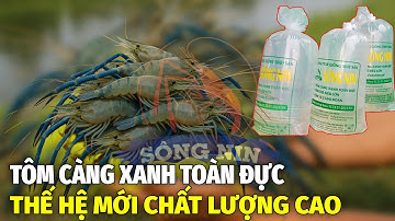 CON GIỐNG TÔM CÀNG XANH TOÀN ĐỰC THẾ HỆ MỚI, TĂNG TRƯỞNG VƯỢT TRỘI | TÔM GIỐNG SÔNG NIN