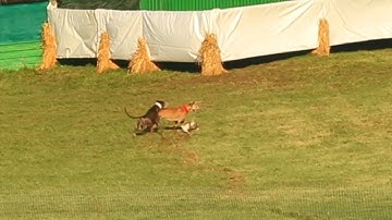 Hares running for their lives at cruel coursing in Limerick, Ireland
