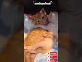 viral video of sweet friendship between two little cats #shorts #viralvideo #cats #friendship