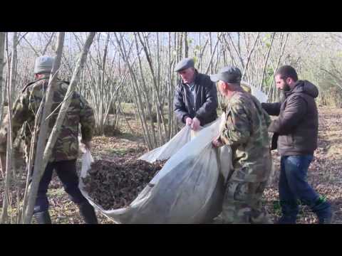 თხილის მოვლა მოყვანა (ნაწილი 1) საშემოდგომო სამუშაოები თხილნარში