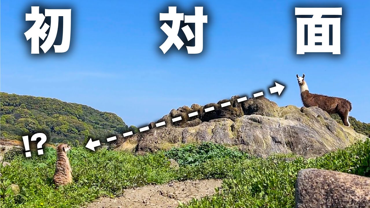 初めてラマに遭遇したミーアキャットの反応は…？【動物園内放し飼い】