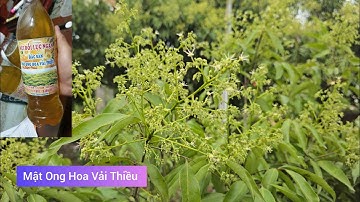 Vải Thiều Lục Ngạn Nở Hoa Và Đặc Sản Mật Ong Hoa Vải Thiều