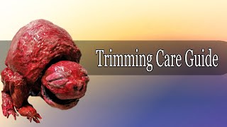 Vita Carnis - Guide To Owning A Pet Trimming