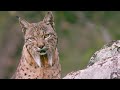 The Elusive Iberian Lynx | Wild Stories | BBC Earth