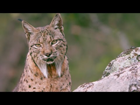 Video: Spanish lynx: nta ntawm hom