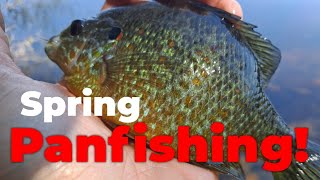 Spring Blugill Panfish Bank Fishing