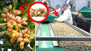 How Are Pistachios Grown And Harvested? Cultivation Of Pistachios And Harvesting Machine