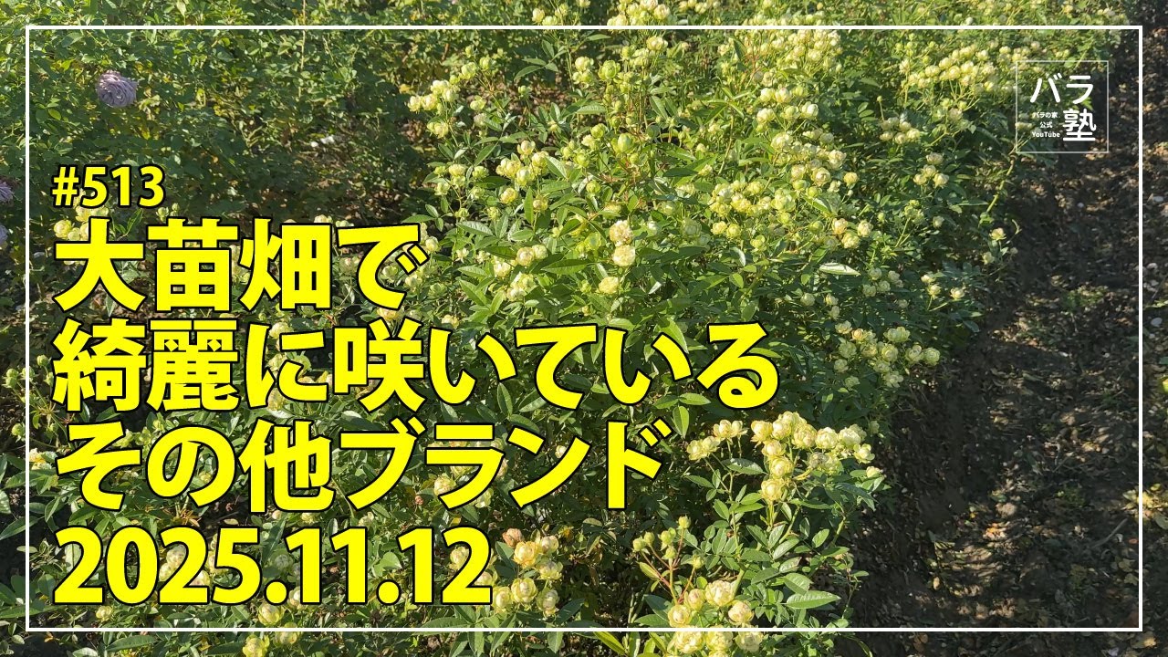 513 Other brands blooming beautifully in the large seedling field