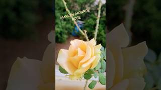 MARLYN MONROE ROSE🤩❤️.                #flowers #rose Net Worth