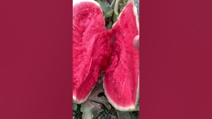 اللي بناكله هنا أكيد مش بطيخ