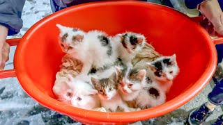 Нашли таз  с полулысыми котятами found kittens in a bucket and brought them to an animal shelter for